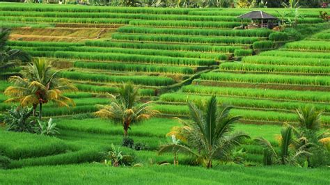 Sawah Bali