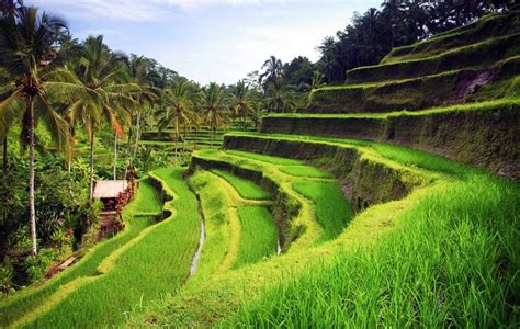Sawah Ubud