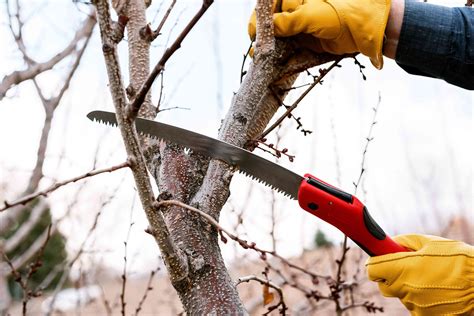 Saws To Cut Tree Branches