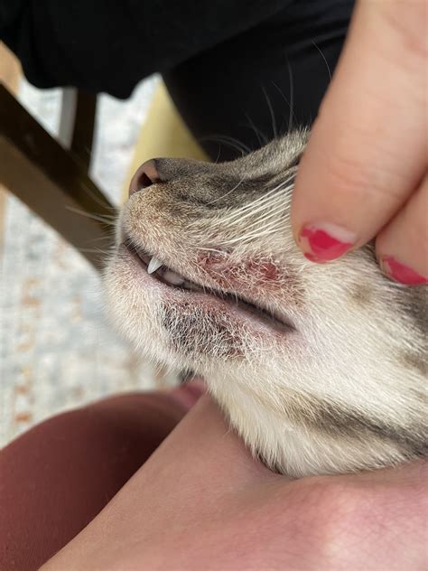 Why Does My Cat Have a Crusty Chin? (It Could Be Feline Acne.)