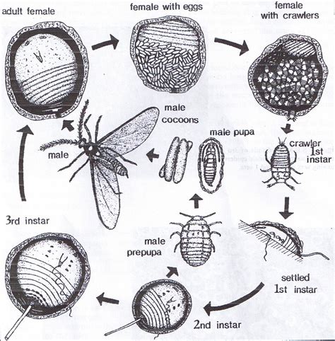 Scale Bug Life Cycle