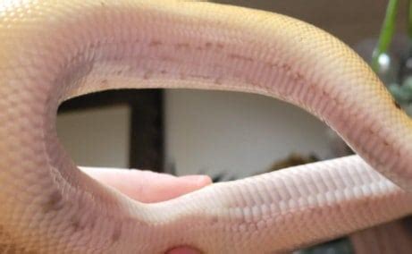 scale rot ball python treatment