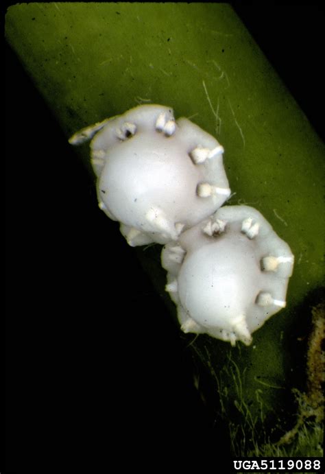 Scale Wax Description