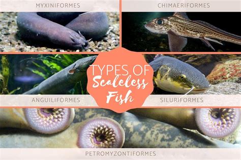 Scaleless Fish Names