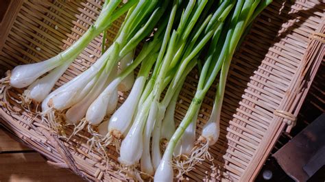 Scallion - Bawang Daun 🌱