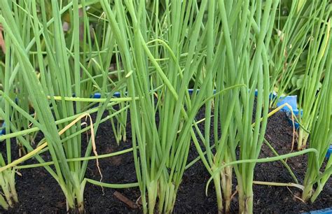 How to Grow Scallions Indoors: A Step-by-Step Guide