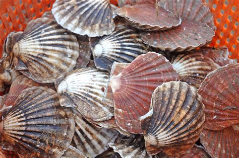 Scallop Rules