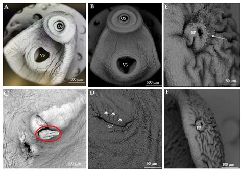 Scanning Electron Microscopy In Kenya