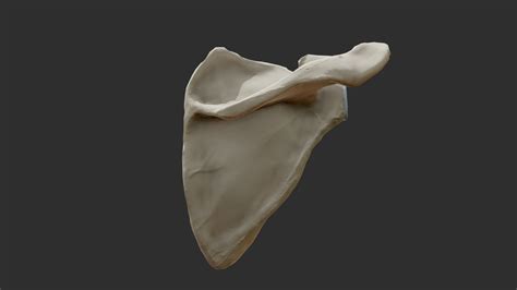 Scapula Bone 3D View