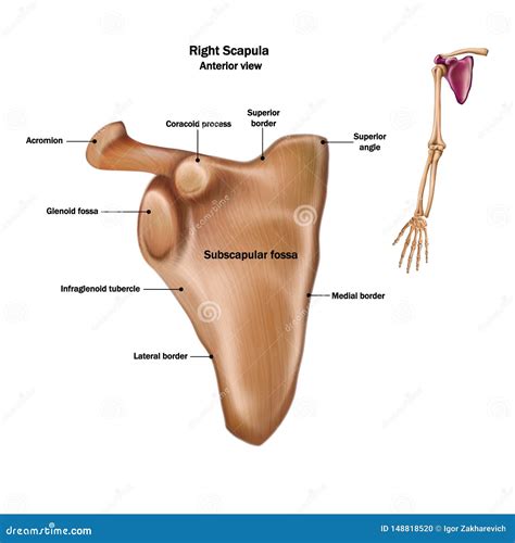 Scapula Bone Anatomy