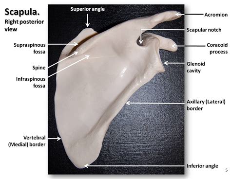 Scapula Bone Axial Or Appendicular