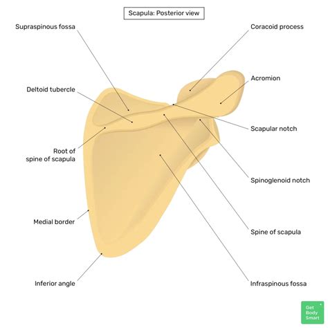 Scapula Bone Labeled Posterior View