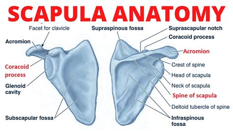 Scapula Bone Left