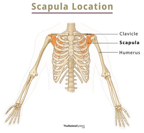 scapula is a bone found in the