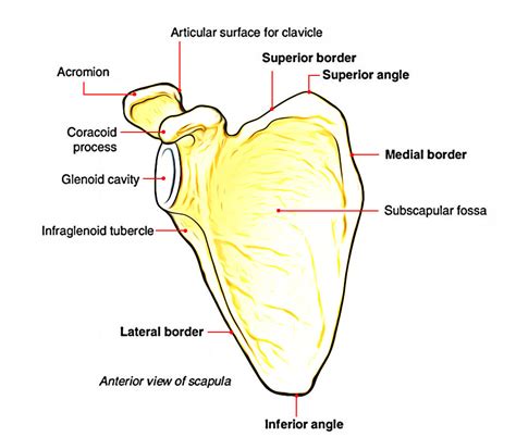 scapula is a bone found in which part of the body