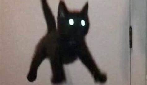 Black Scared Cat Meme