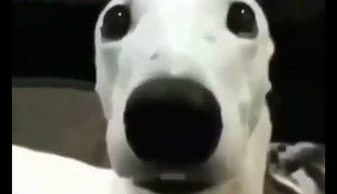 Scared Dog - Imgflip