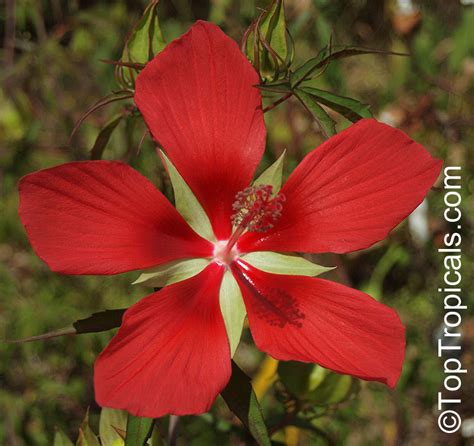 Scarlet Rose Mallow: A Bloom That Captures Hearts and Attention