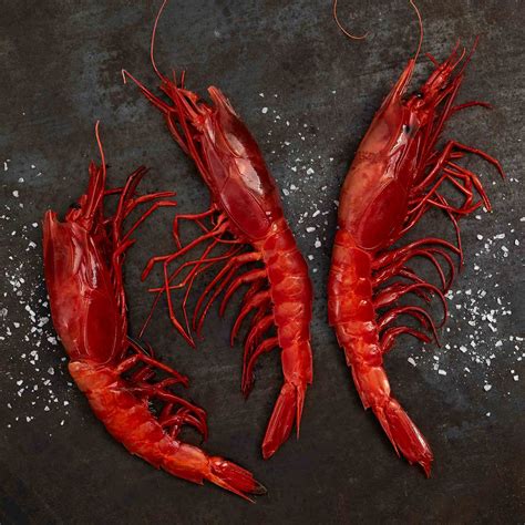 scarlet shrimp - carabineros