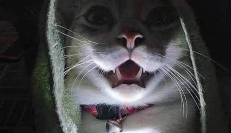 scary cat gifs | WiffleGif