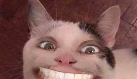 My creepy cat meme Creepy Cat, Richard Gere, Animal Quotes, Tickled