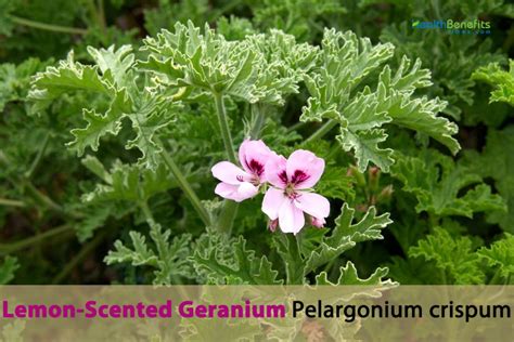 Scented Geranium Benefits Skin