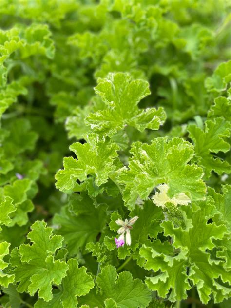 Scented Geranium Snowflake