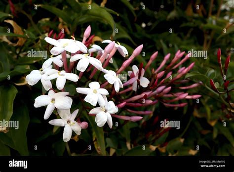 Scented Jasmine Uk