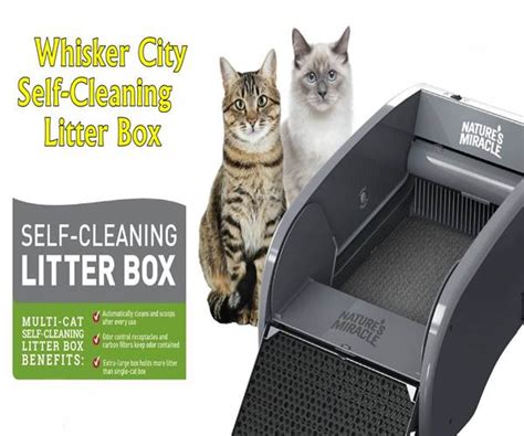 Scentless Litter Box