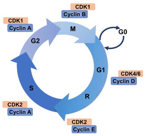 scf in cell cycle