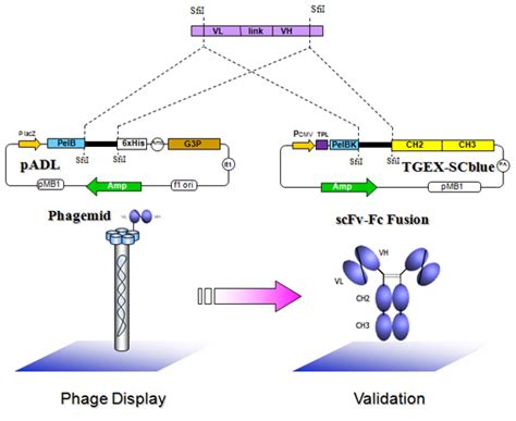 scfv antibody purification