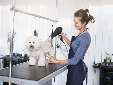 schedule dog grooming online near me reviews