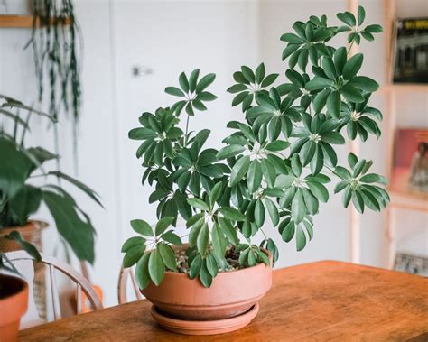 schefflera actinophylla indoor care