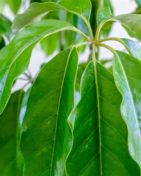 schefflera amate umbrella tree