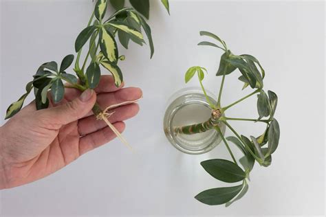 schefflera arboricola propagation