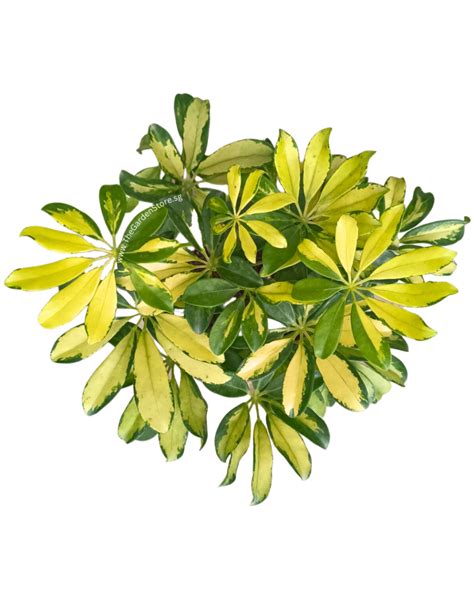 schefflera arboricola variegata png