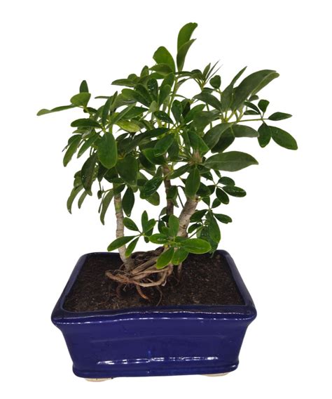 schefflera bonsai aerial roots