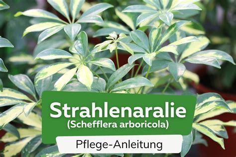 schefflera pflegeanleitung