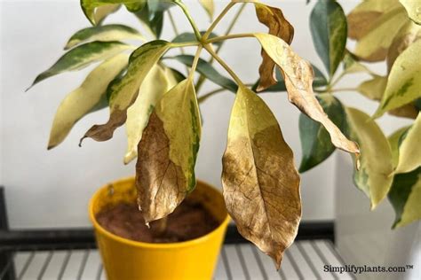schefflera plant leaves turning brown