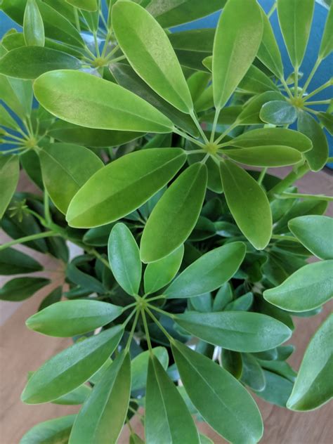 schefflera plant scientific name