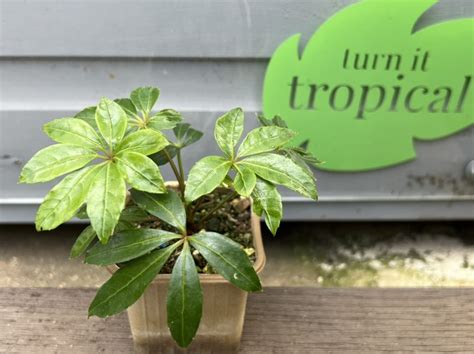 schefflera taiwaniana kaufen