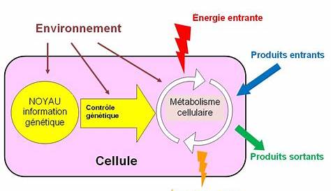 Schema Bilan Du Metabolisme Cellulaire Unixpaint