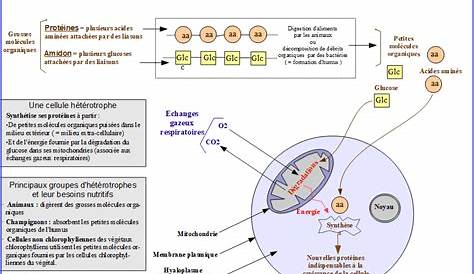 Schema Bilan Metabolisme Cellulaire Seconde CO2 SapiEns JMH