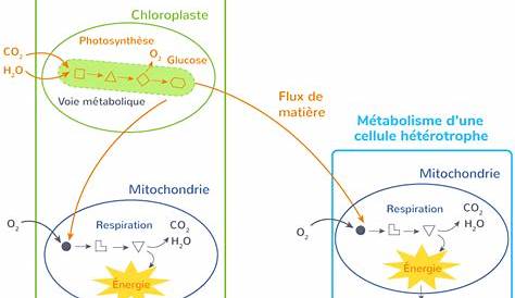 Schema Bilan Metabolisme Cellulaire Toute Activité Mitochondrie Noyau Traduction