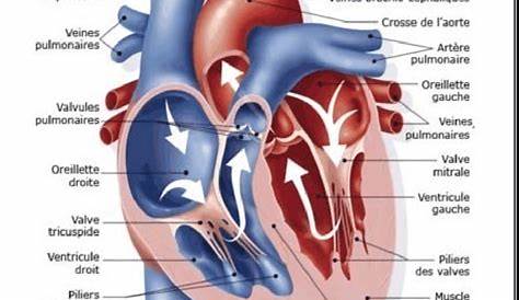 Structure du coeur Les flèches indiquent le sens de la