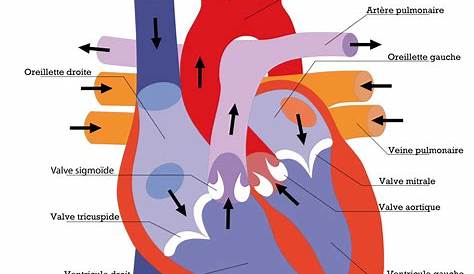 Schema Sur Le Coeur Cœur Artificiel Carmat Comment ça Marche