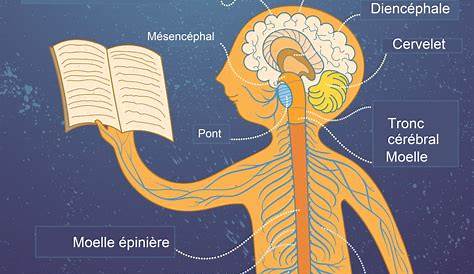 Schema Sur Le Systeme Nerveux Épinglé Anatomie