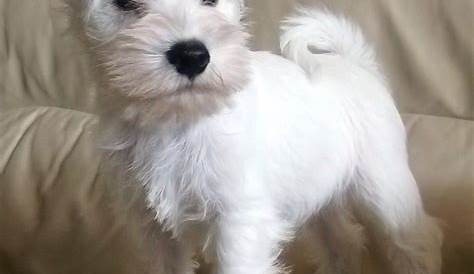 White Miniature Schnauzer Puppy Schnauzer puppy
