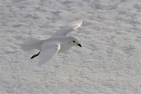 schneesturmvogel