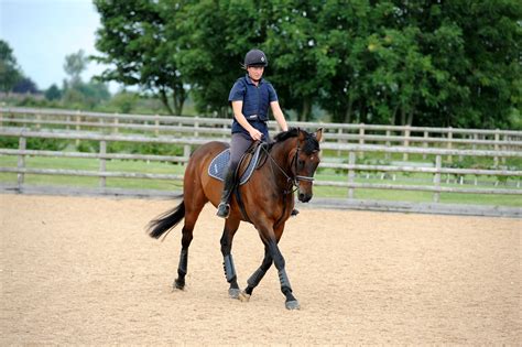 schooling horses for beginners
